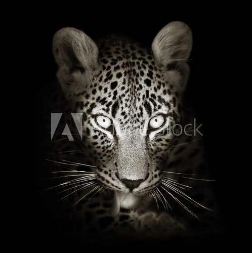 Leopard portrait in toned b&w 