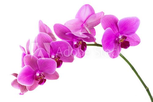 Leuchtende Orchideenblüten auf weißem Grund