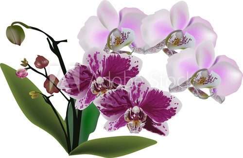 light and dark pink orchids in green leaves 