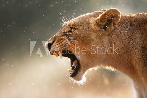 Lioness displaying dangerous teeth 