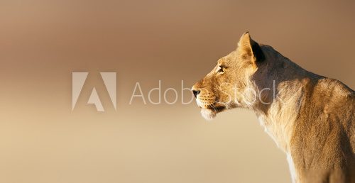 Lioness portrait 