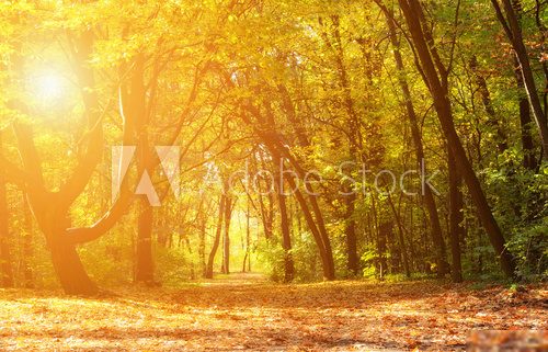 Magical autumn forest on a sunny day 