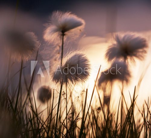 Magisches Lichtspiel der Naturpioniere