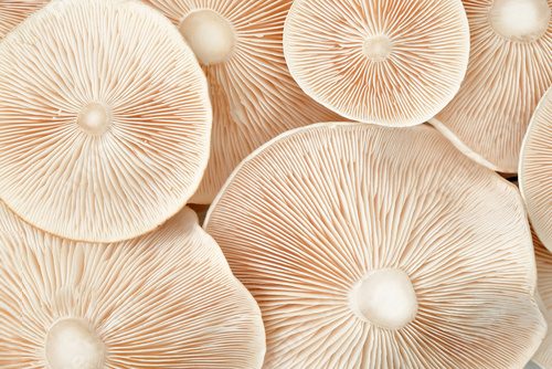 Makro-Strukturen essbarer Champignons