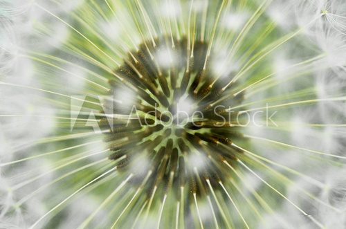 Makroaufnahme einer zarten Pusteblume