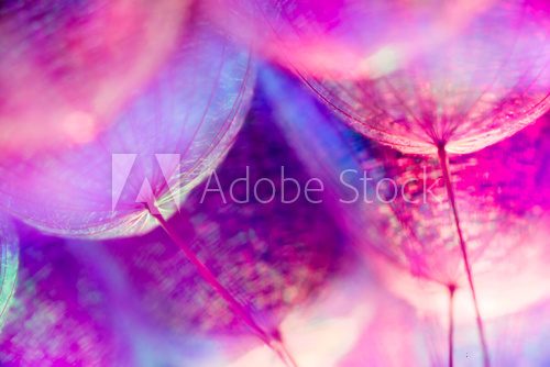 Makroaufnahme zarter Pusteblumenblüten in Rosa