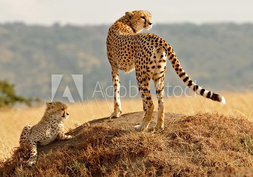 Masai Mara Cheetahs 