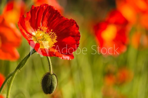 meadow with red poppies 