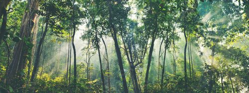 Morgendämmerung im stillen Wald