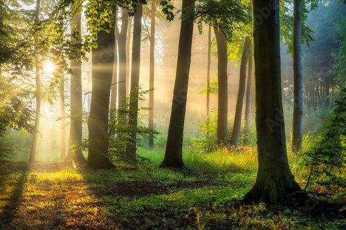 Morgendliches Lichtspiel im Wald