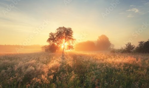 Morgenlicht über nebelverhülltem Feld