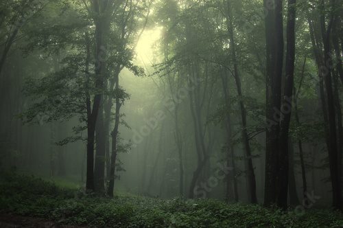 Mystische Waldlandschaft im Dämmerlicht