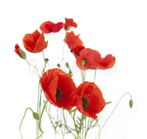Natural Fresh Poppies isolated on white / focus on the foregroun