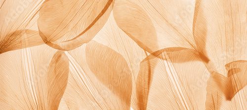 Nature abstract of flower petals, beige transparent leaves with natural texture as natural background, wide banner. Macro texture, neutral color photo with veins of leaf, botanical design.