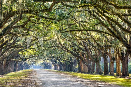 Oak Trees in Savannah 