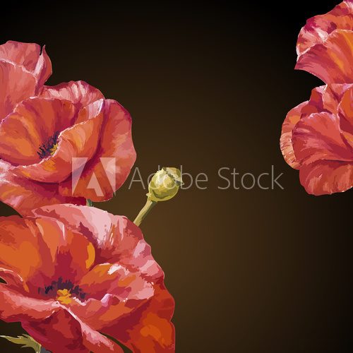 Oil painting. Card with poppies flowers on darck background. 