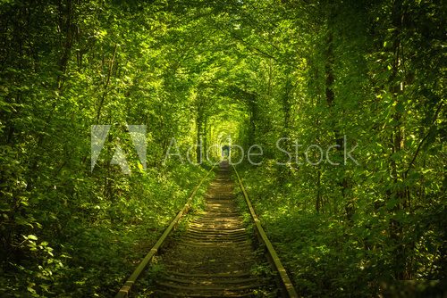 old forest and railway tunel of love