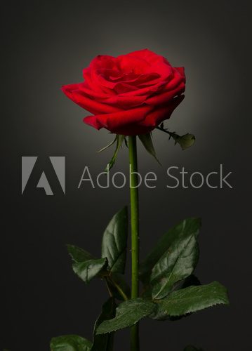 one red rose on black background