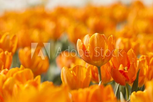 Orange tulip in spring 