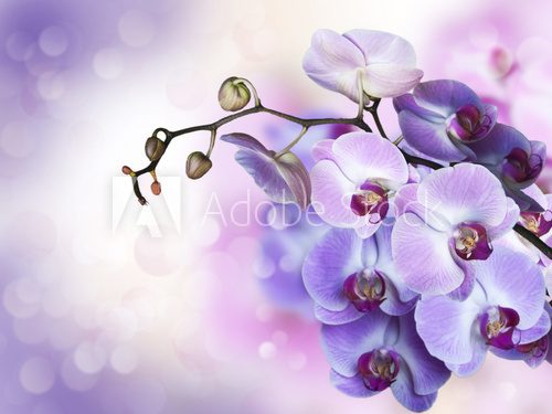 Orchid collage 