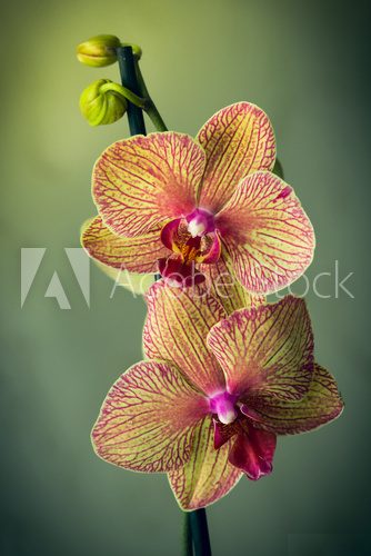 orchid flower 