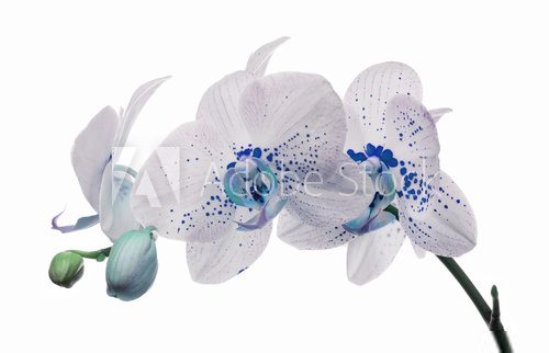 orchid flowers with large and small blue spots 