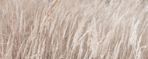 Pampas grass in autumn. Natural background. Dry beige reed. Pastel neutral colors and earth tones. Banner. Selective focus. Banner