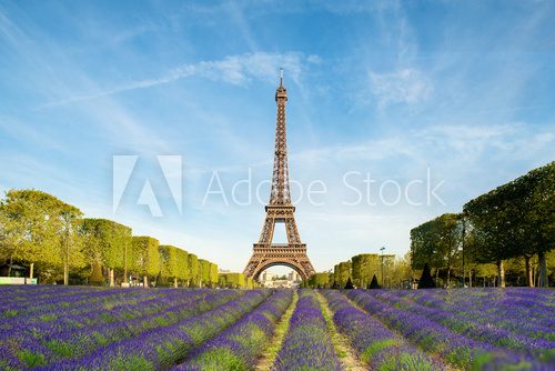 Paris im Frühling – Lavendelzauber