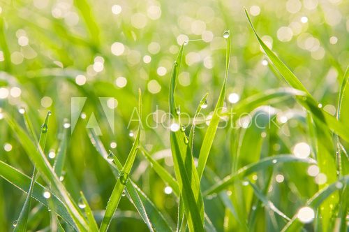 Patches of light from dew on a grass 