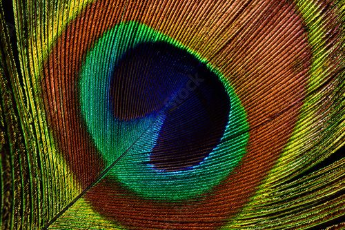 Peacock feather (detail of eyespot)