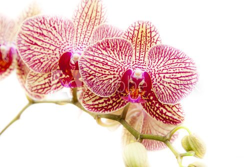 phalaenopsis orchids 