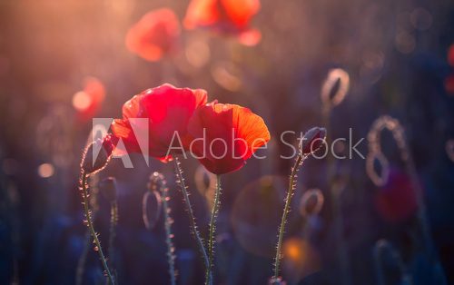 Poppy flowers in the meadow at sunset 