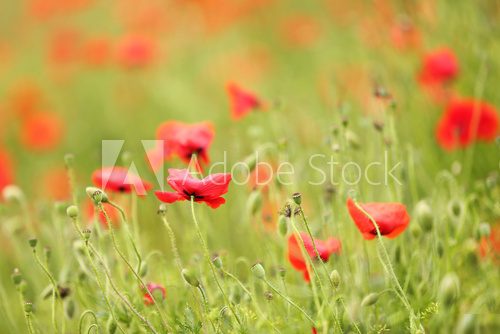 Poppy flowers, outdoors 
