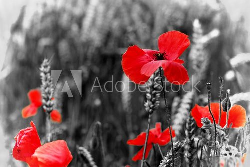 Poppy - For Remembrance Day 