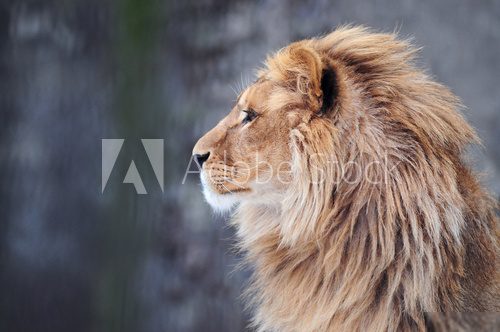 Portrait of a lion in profile 