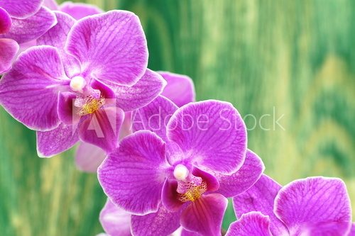 przepiÄkne orchidee na drewnianym tle  