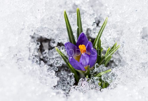 purple crocus with snow 
