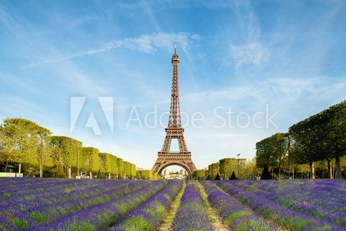 Purple lavender filed with Eiffel tower in Paris, France