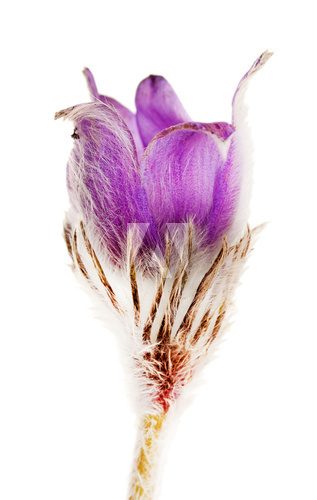 Purple pasque flowers, isolated on white 