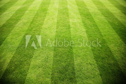Rasen im Stadion 