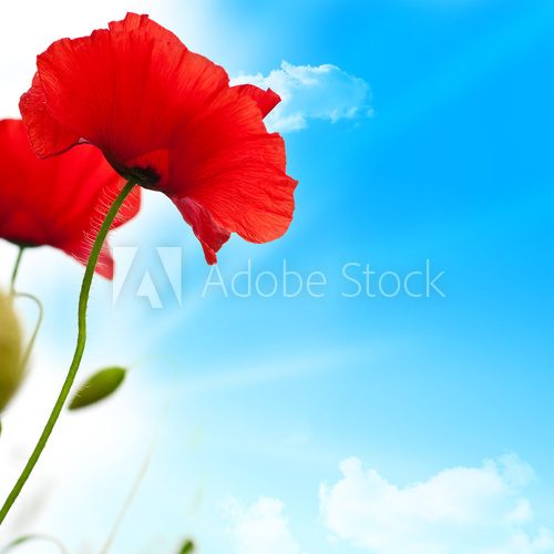 red poppies, blue sky and sun background