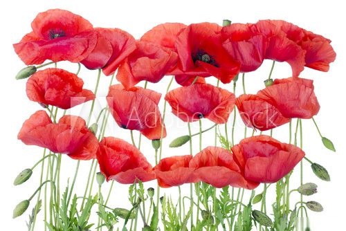 Red  poppies border