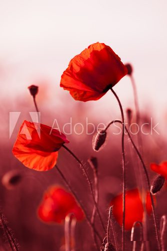 Red Poppies in Meadow