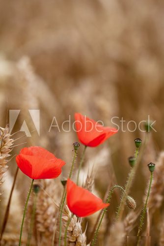 Red Poppy, Corn Poppy (Papaver Rhoeas) - Remembrance Day