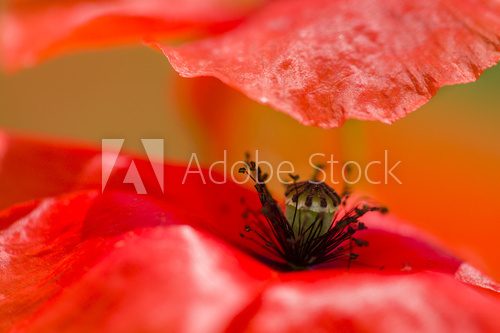 Red poppy detail 
