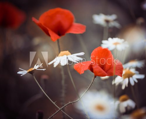 red poppy flowers and wild daisies 