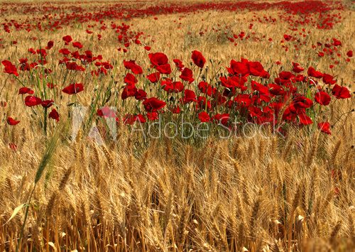 Red Poppy Flowers inside Wheat Field 