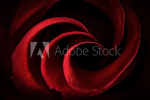 Red Rose Petals Macro - Abstract