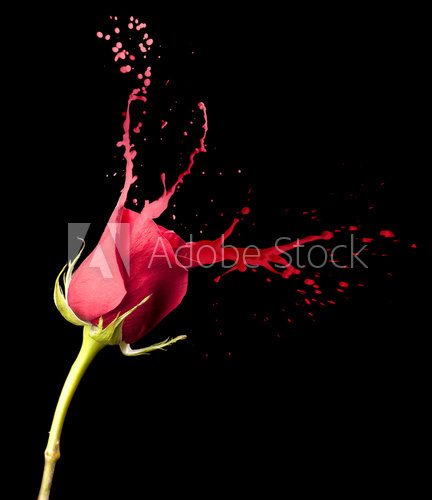 red rose splashes 