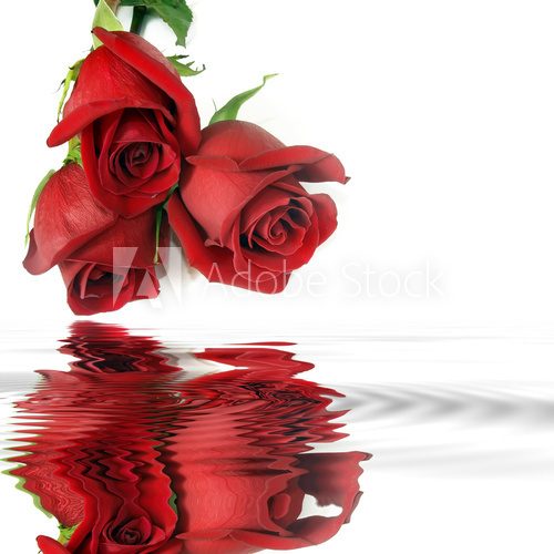 Red roses  Reflection in water. Template for congratulations. 